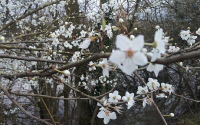 Blackthorn blossoms start opening